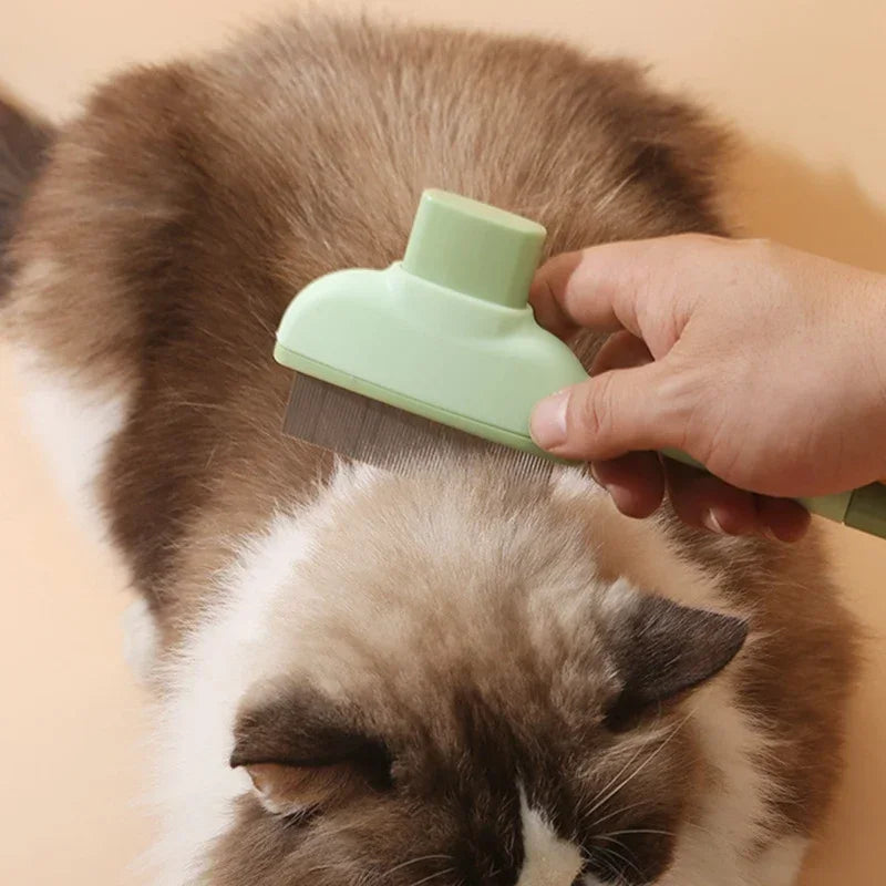 Interactive Cat Track Ball Toy with Spinning Feather